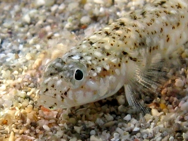 Pomatoschistus marmoratus femmina